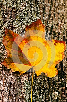 Autumn leaf on the wooden background