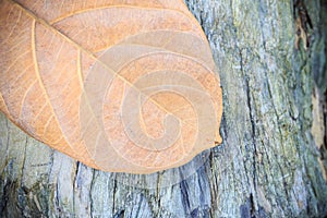 Autumn leaf on wooden background