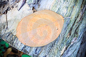 Autumn leaf on wooden background