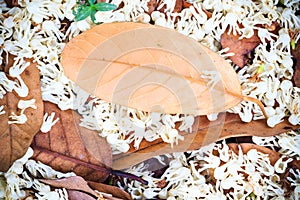 Autumn leaf on wooden background