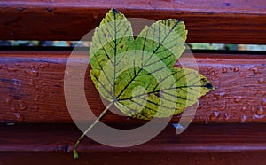 Autumn leaf on a wooden bench close-up