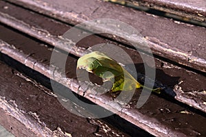 Autumn leaf on wooden bench in a park