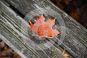 Autumn leaf on wooden bench at park