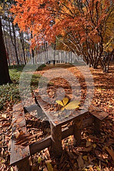 Autumn leaf wooden Table chair Nami Island