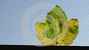 An autumn leaf with yellow-green veins as a Leiba Adidas against a blue background.