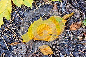 Autumn leafage