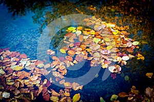 Autumn leafage float in water