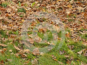 Autumn leafage foliage - fallen leaves on the lawn fall