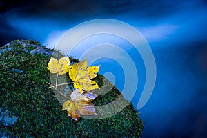 Autumn leafage on green moss