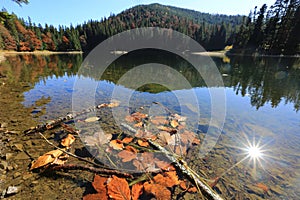 Autumn leafage in lake