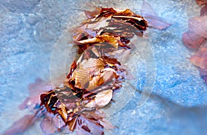 Autumn leafage in water