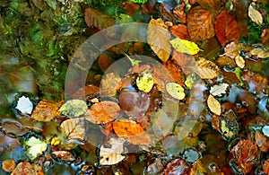 Autumn leafage in water