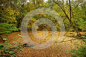 Autumn Leafage on Water Level