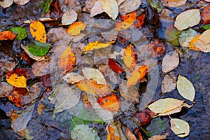 Autumn leafage in water