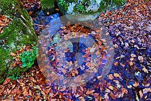 Autumn leafage in water