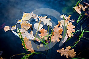 Autumn leafage on water surface