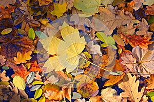 Autumn leafage on water surface