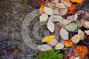 Autumn leafage on water surface