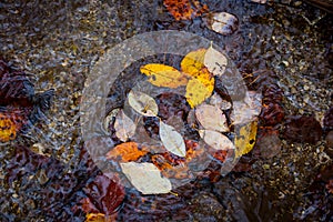 Autumn leafage on water surface in puddle