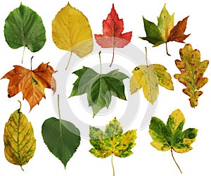 Autumn leafs photo