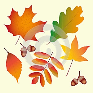 Autumn leafs