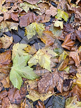 Autumn leafs