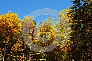 Autumn leafs against blue sky. Trees with colorful leafs