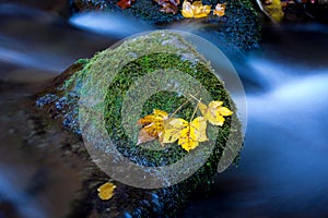 Autumn leafs on green stone in brook