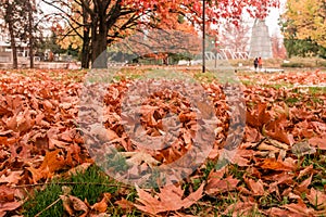 Autumn leafs on the ground