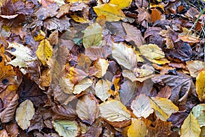 Autumn leafs on the ground