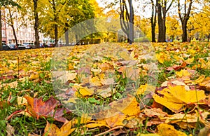 Autumn leafs on ground in park
