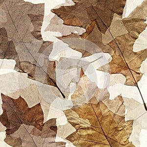 Autumn leafs grunge background