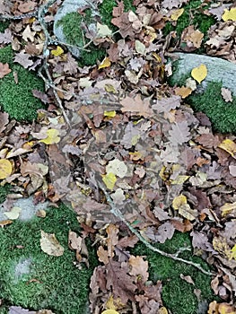 Autumn leafs in Orange green and yellow on forest floor