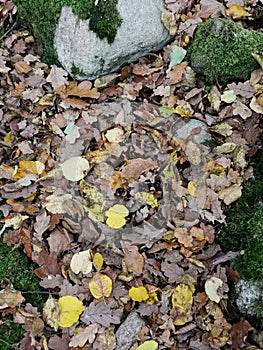 Autumn leafs in Orange green and yellow on forest floor