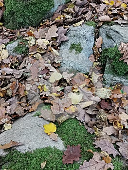 Autumn leafs in Orange green and yellow on forest floor