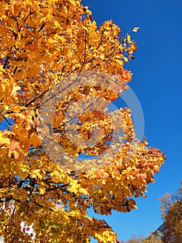 Autumn leafs tree blue sky