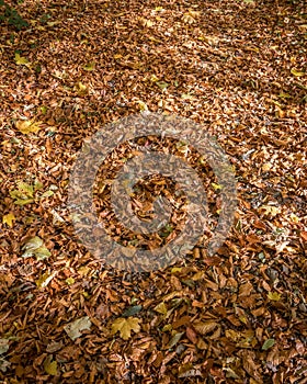 Autumn Leafs on a walking trail