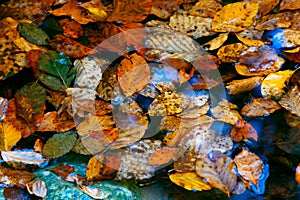 autumn leafs in water