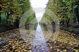 Autumn leafs in water creek