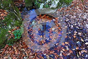 Autumn leafs in water