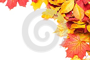 Autumn leafs on white background
