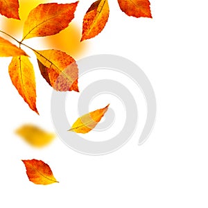 Autumn leafs on white background photo