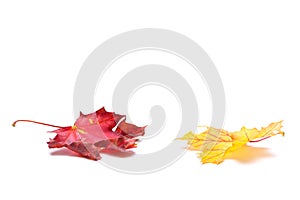 Autumn leafs on white background