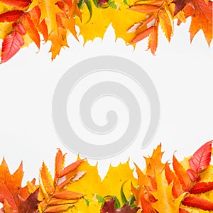 Autumn leafs on white background