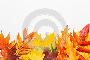 Autumn leafs on white background