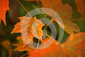 Autumn leave. Abstract autumnal background with colorful leaves