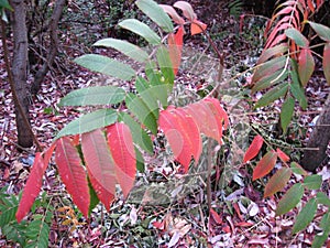 Autumn leave, Autumnal, Backgraund, Octeber, Green, Red, Colorful