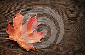 Autumn leave on the black wooden background. Copy space for text. top view