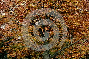 Autumn leave and colour and leaves fall from trees