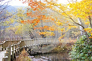 Autumn leave fall in Kamikochi